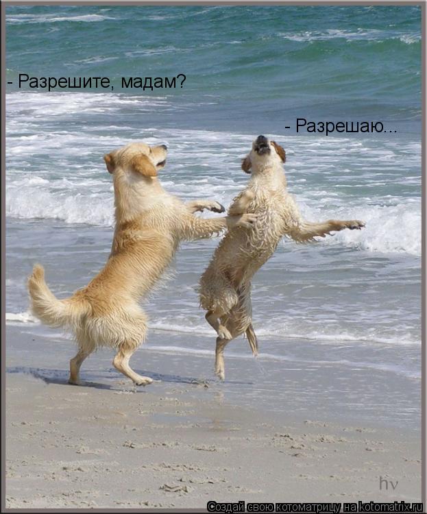 - Разрешите, мадам? - Разрешаю...... Котоматрица: - Разрешите, мадам? - Разрешаю...