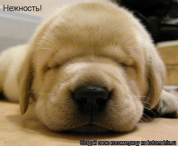 Котоматрица: Нежность!