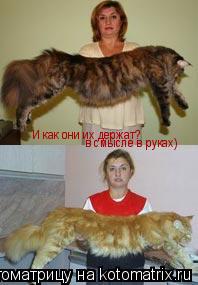 Котоматрица: И как они их держат? в смысле в руках)