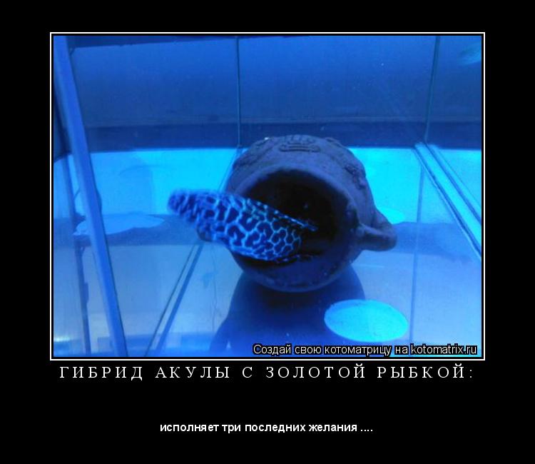 Котоматрица: Г И Б Р И Д   А К У Л Ы   С   З О Л О Т О Й   Р Ы Б К О Й : 