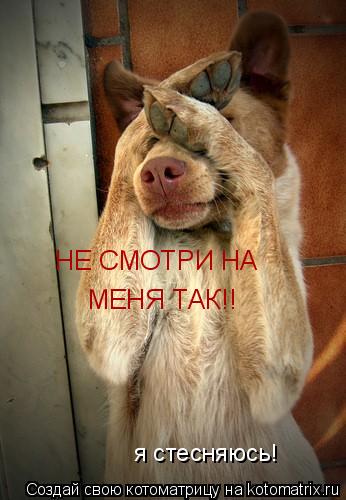 Котоматрица: НЕ СМОТРИ НА МЕНЯ ТАК!! я стесняюсь!