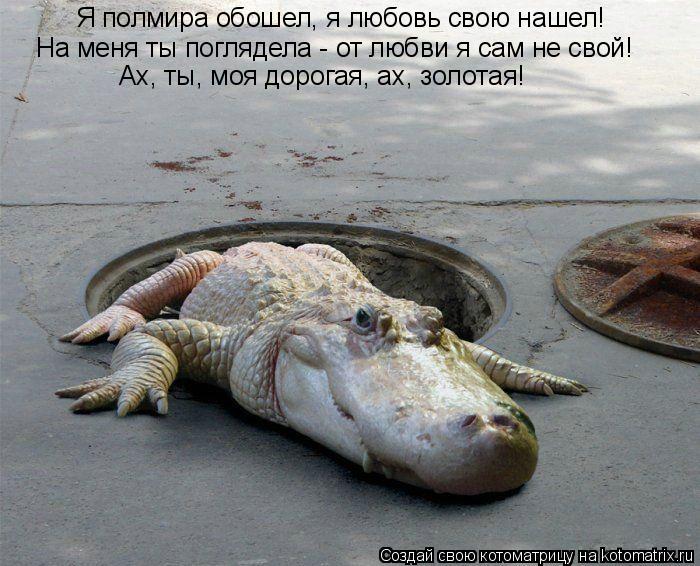 Я полмира обошел, я любовь свою нашел! На меня ты поглядела - от любви я сам не свой! Ах, ты, моя дор... Котоматрица: Я полмира обошел, я любовь свою нашел! На меня ты поглядела - от любви я сам не свой! Ах, ты, моя дорогая, ах, золотая!