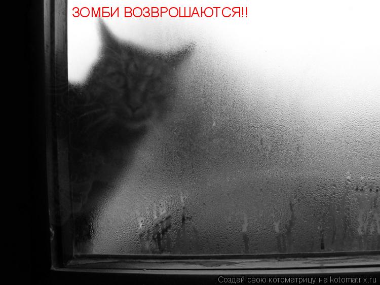 Котоматрица: ЗОМБИ ВОЗВРОШАЮТСЯ!!