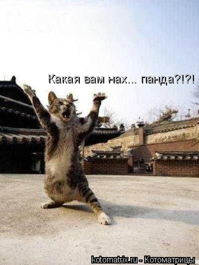 Какая вам нах... панда?!?!... Котоматрица: Какая вам нах... панда?!?!