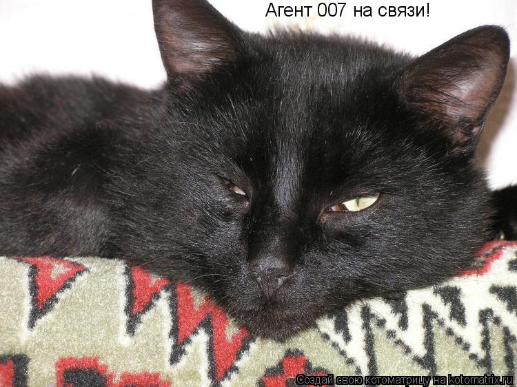 Котоматрица: Агент 007 на связи!