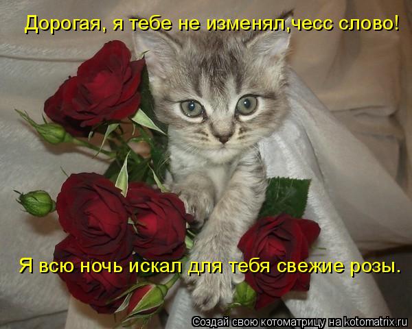 Котоматрица: Дорогая, я тебе не изменял,чесс слово! Я всю ночь искал для тебя свежие розы.