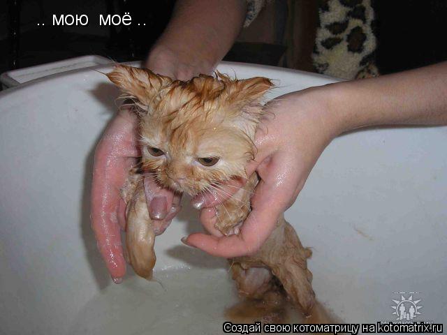 Котоматрица: .. мою  моё ..