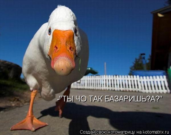Котоматрица: -"ТЫ ЧО ТАК БАЗАРИШЬ?А?"