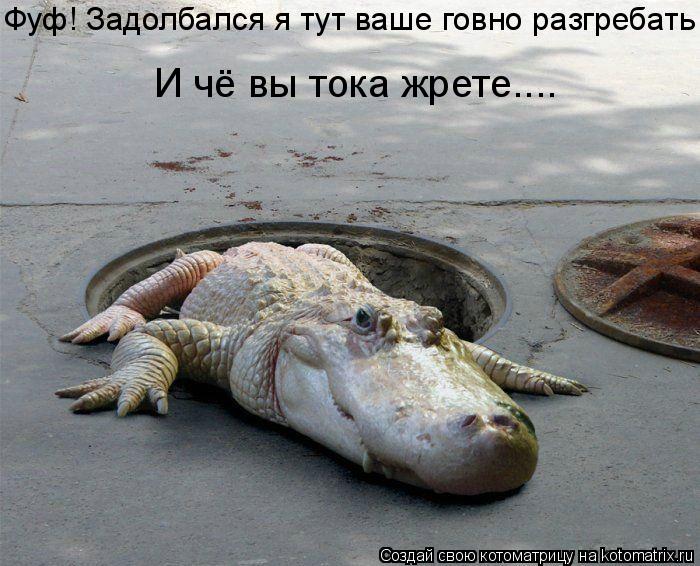 Котоматрица: Фуф! Задолбался я тут ваше говно разгребать! И чё вы тока жрете....