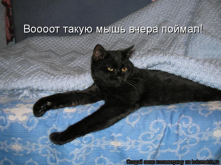 Воооот такую мышь вчера поймал!... Котоматрица: Воооот такую мышь вчера поймал!