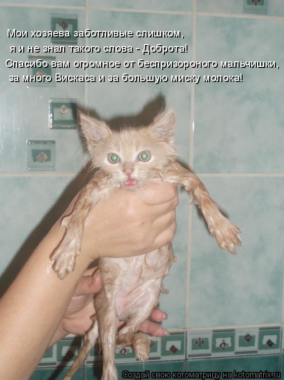 Котоматрица: Мои хозяева заботливые слишком, я и не знал такого слова - Доброта! Спасибо вам огромное от беспризороного мальчишки, за много Вискаса и за б