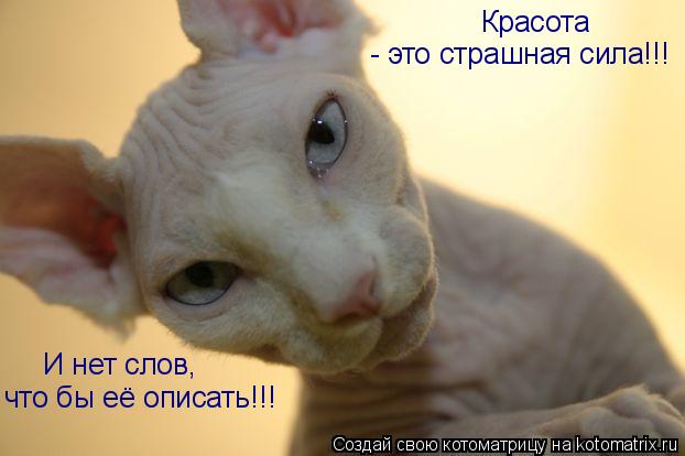 Котоматрица: Красота - это страшная сила!!! И нет слов, что бы её описать!!!