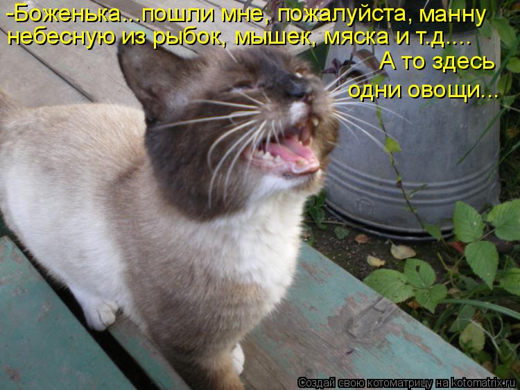 Котоматрица: -Боженька...пошли мне, пожалуйста, манну  небесную из рыбок, мышек, мяска и т.д.... А то здесь одни овощи...