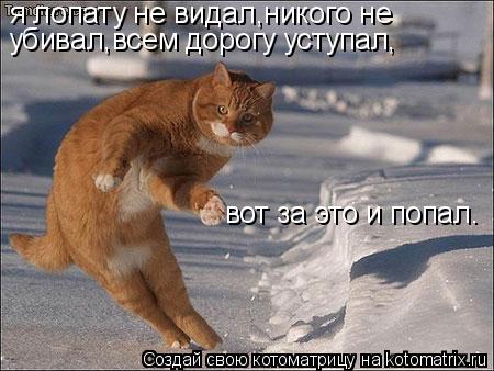 Котоматрица: я лопату не видал,никого не убивал,всем дорогу уступал, вот за это и попал.