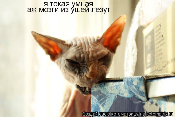я токая умная аж мозги из ушей лезут... Котоматрица: я токая умная аж мозги из ушей лезут