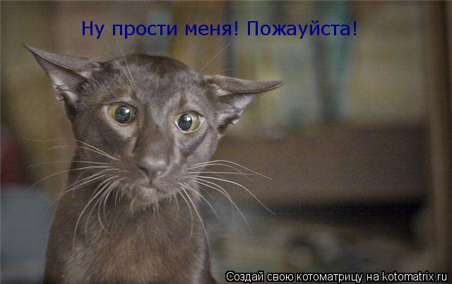 Котоматрица: Ну прости меня! Пожауйста!