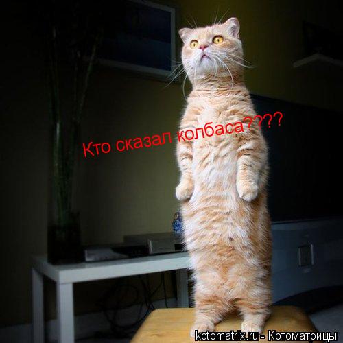 Котоматрица: Кто сказал колбаса????