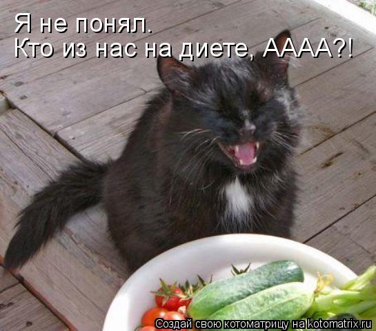 Котоматрица: Я не понял. Кто из нас на диете, АААА?!