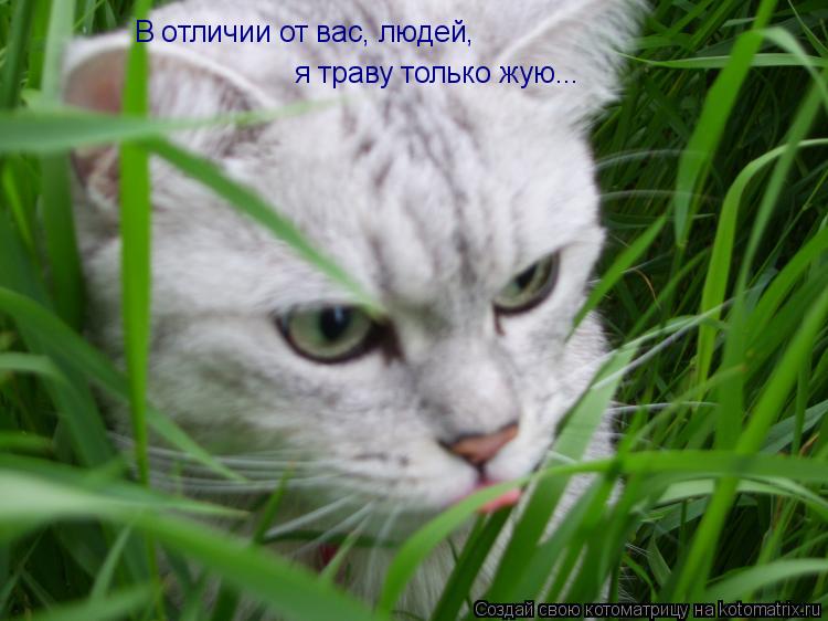В отличии от вас, людей, я траву только жую...... Котоматрица: В отличии от вас, людей, я траву только жую...