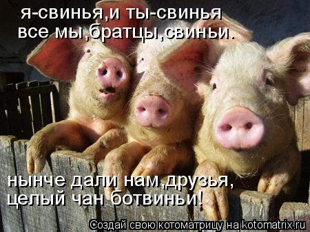 Котоматрица: я-свинья,и ты-свинья все мы,братцы,свиньи. нынче дали нам,друзья, целый чан ботвиньи!