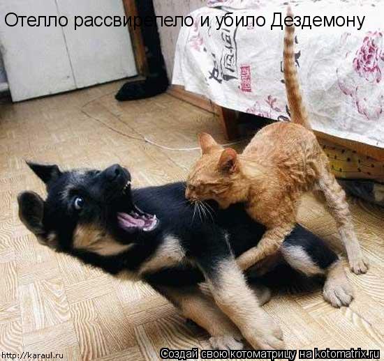 Котоматрица: Отелло рассвирепело и убило Дездемону