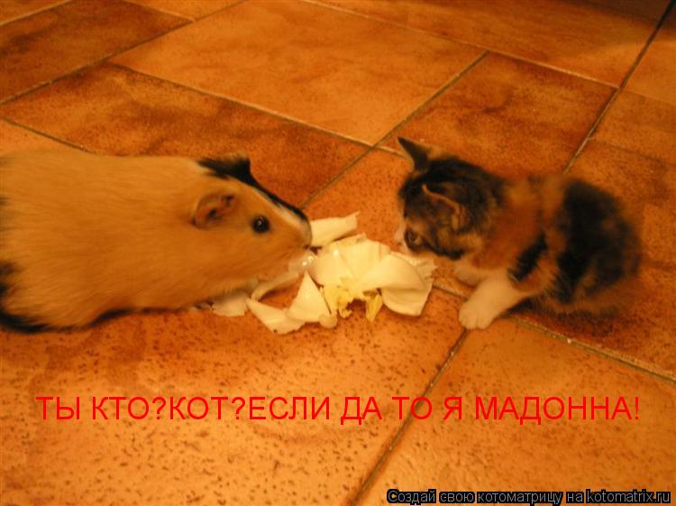 Котоматрица: Ты кто?Я кот! ТЫ КТО?КОТ?ЕСЛИ ДА ТО Я МАДОННА!