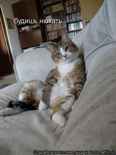 Котоматрица: будишь нюхать