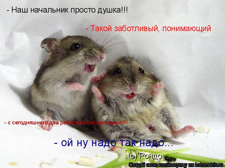 Котоматрица: - Наш начальник просто душка!!! - Такой заботливый, понимающий  - с сегодняшнего дна работаем без выходных!!! - ой ну надо так надо... (с) Рондо...