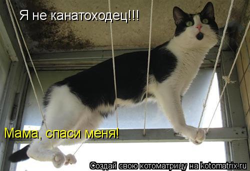 Я не канатоходец!!! Я не канатоходец!!! Мама, спаси меня!... Котоматрица: Я не канатоходец!!! Я не канатоходец!!! Мама, спаси меня!