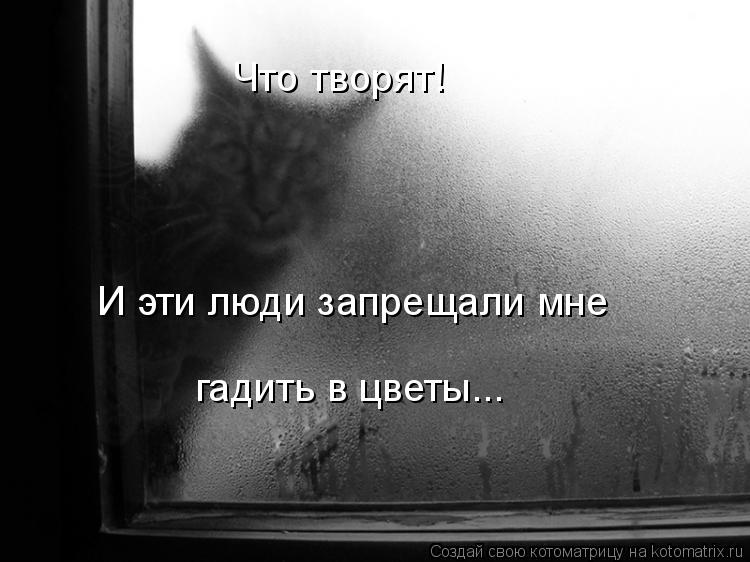 Котоматрица: И эти люди запрещали мне гадить в цветы... Что творят!