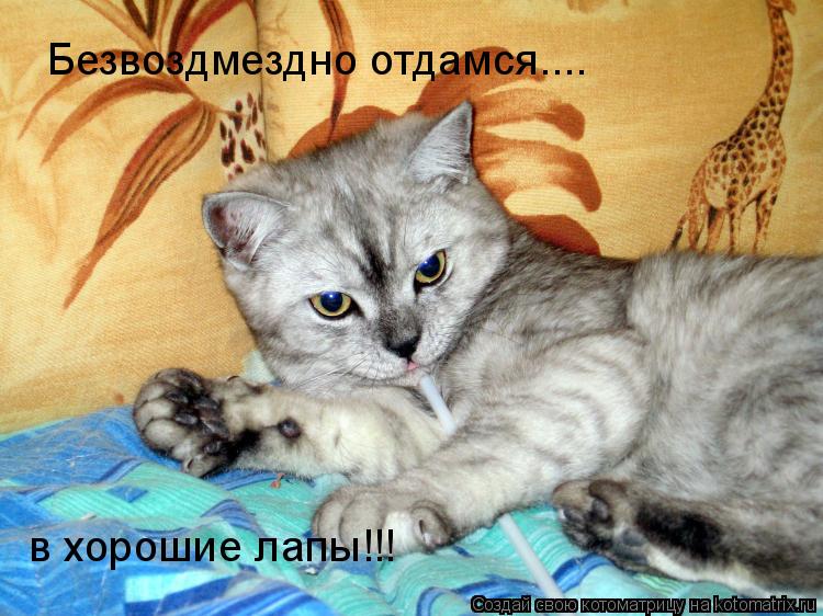 Котоматрица: Безвоздмездно отдамся.... в хорошие лапы!!!