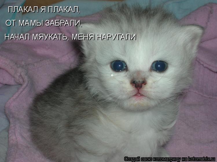 ПЛАКАЛ Я ПЛАКАЛ, ОТ МАМЫ ЗАБРАЛИ, НАЧАЛ МЯУКАТЬ, МЕНЯ НАРУГАЛИ... Котоматрица: ПЛАКАЛ Я ПЛАКАЛ, ОТ МАМЫ ЗАБРАЛИ, НАЧАЛ МЯУКАТЬ, МЕНЯ НАРУГАЛИ