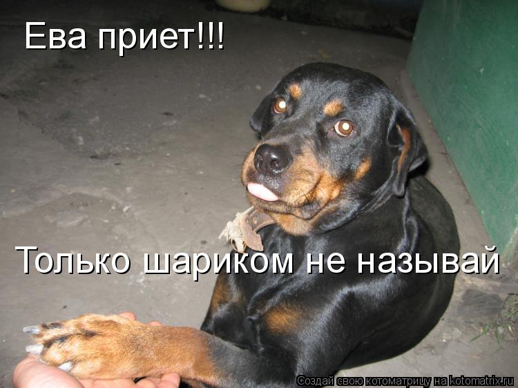 Котоматрица: Ева приет!!! Только шариком не называй