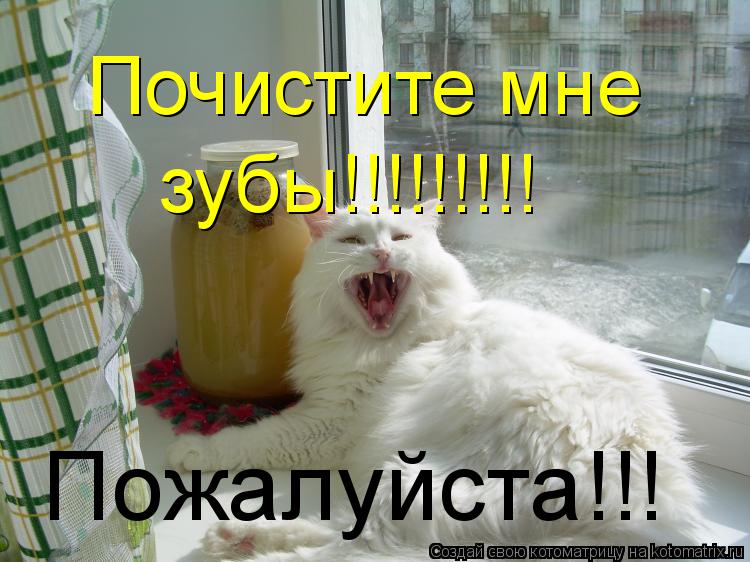 Котоматрица: Почистите мне  зубы!!!!!!!!! Пожалуйста!!!