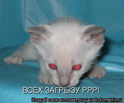 Котоматрица: ВСЕХ ЗАГРЫЗУ РРР!