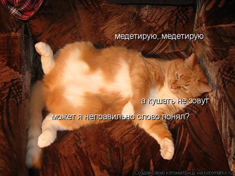 Котоматрица: медетирую,.медетирую а кушать не зовут может я неправильно слово понял?
