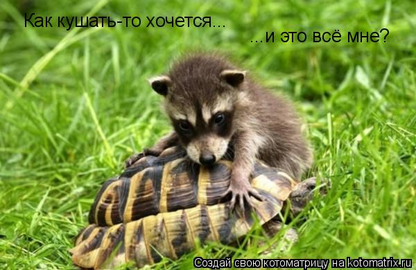 Как кушать-то хочется... ...и это всё мне?... Котоматрица: Как кушать-то хочется... ...и это всё мне?