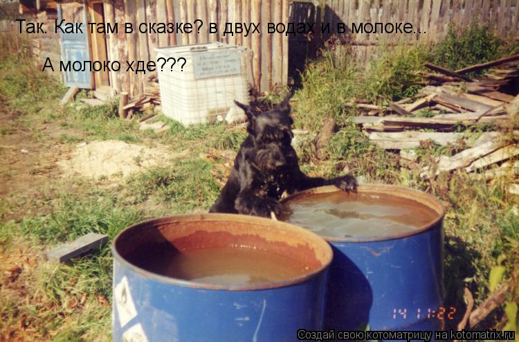 Котоматрица: А молоко хде??? Так. Как там в сказке? в двух водах и в молоке...