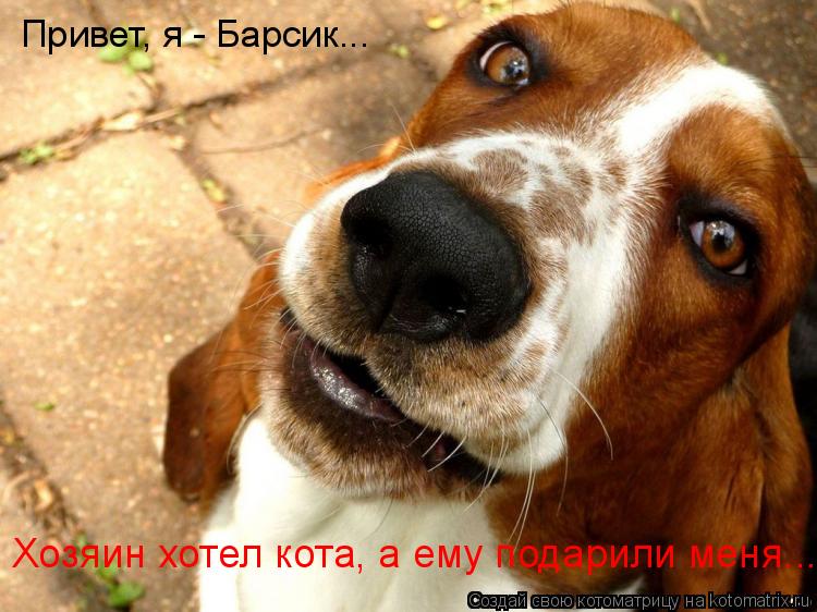 Котоматрица: Привет, я - Барсик... Хозяин хотел кота, а ему подарили меня...