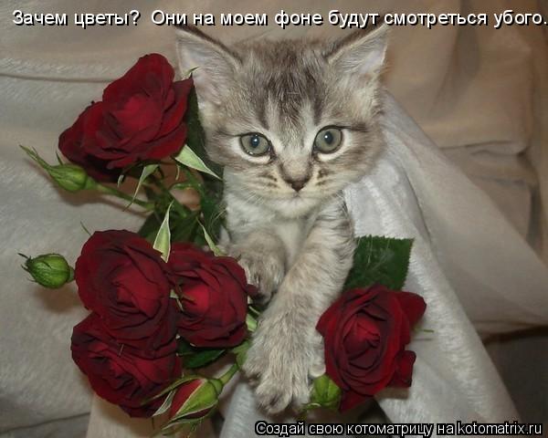 Зачем цветы? Они на моем фоне будут смотреться убого..... Котоматрица: Зачем цветы? Они на моем фоне будут смотреться убого..