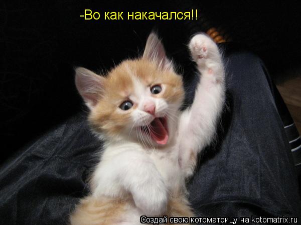 Котоматрица: -Во как накачался!!