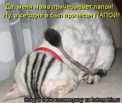 Котоматрица: Да, меня мама причёсывает лапой! Ну, а сегодня я был причёсан ПАПОЙ!