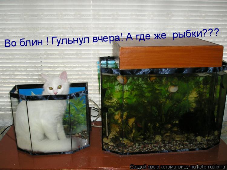 Котоматрица: Во блин ! Гульнул вчера! А где же  рыбки???