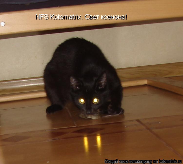 Котоматрица: NFS Kotomatrix. Свет ксенона!