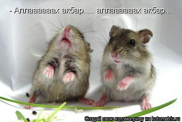 Котоматрица: - Аллаааааах акбар..... аллаааааах акбар...