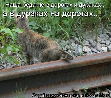 Котоматрица: Наша беда-не в дорогах и дураках , а в дураках на дорогах...