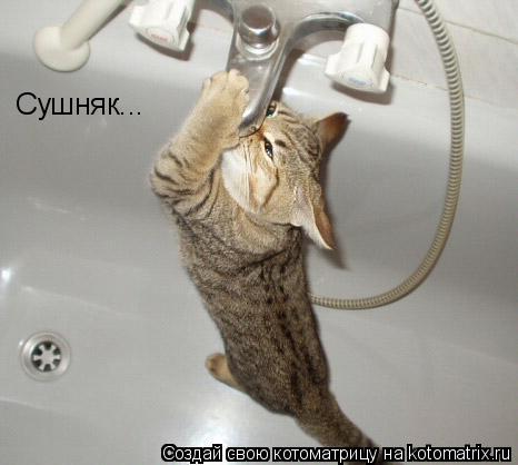 Котоматрица: Сушняк...