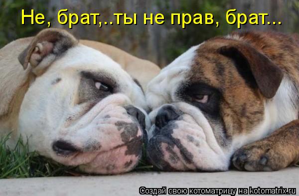 Котоматрица: Не, брат,..ты не прав, брат...