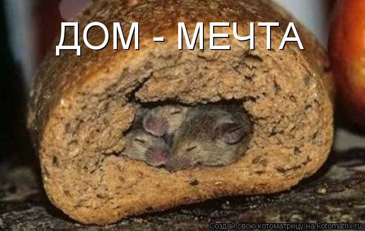 ДОМ - МЕЧТА... Котоматрица: ДОМ - МЕЧТА