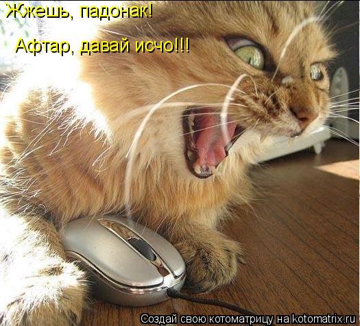 Котоматрица: Жжешь, падонак! Жжешь, падонак! Афтар, давай исчо!!!